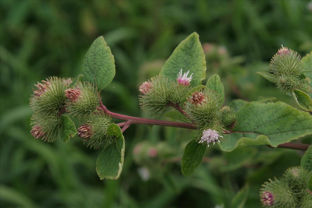 Arctium minus (door Willem Braam)