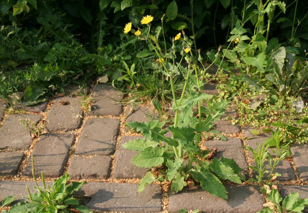 Sonchus oleraceus (door Willem Braam)