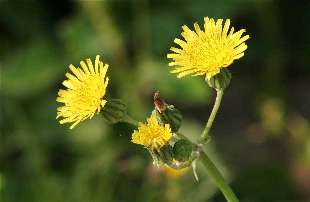 Sonchus oleraceus (door Willem Braam)