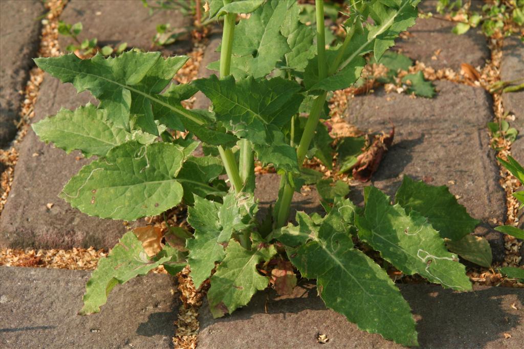 Sonchus oleraceus (door Willem Braam)