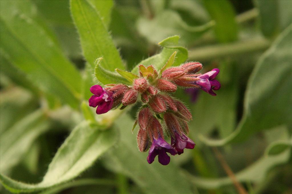 Anchusa officinalis (door Willem Braam)