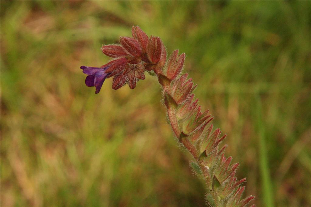 Anchusa officinalis (door Willem Braam)