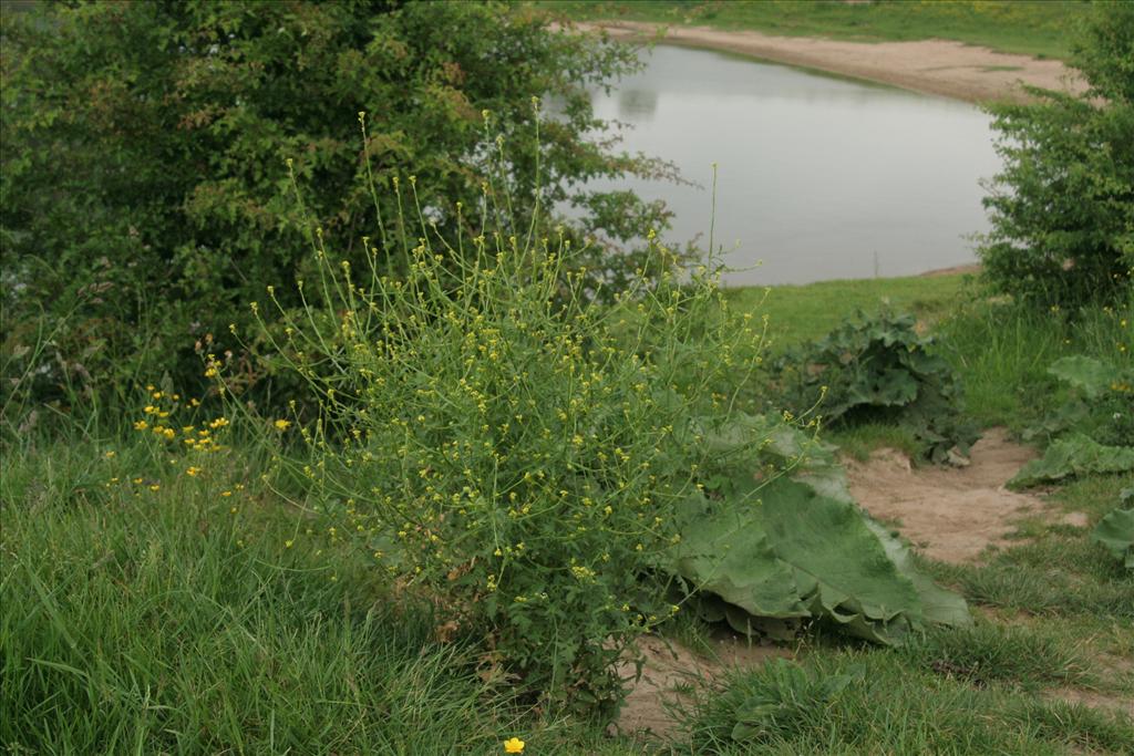 Sisymbrium officinale (door Willem Braam)