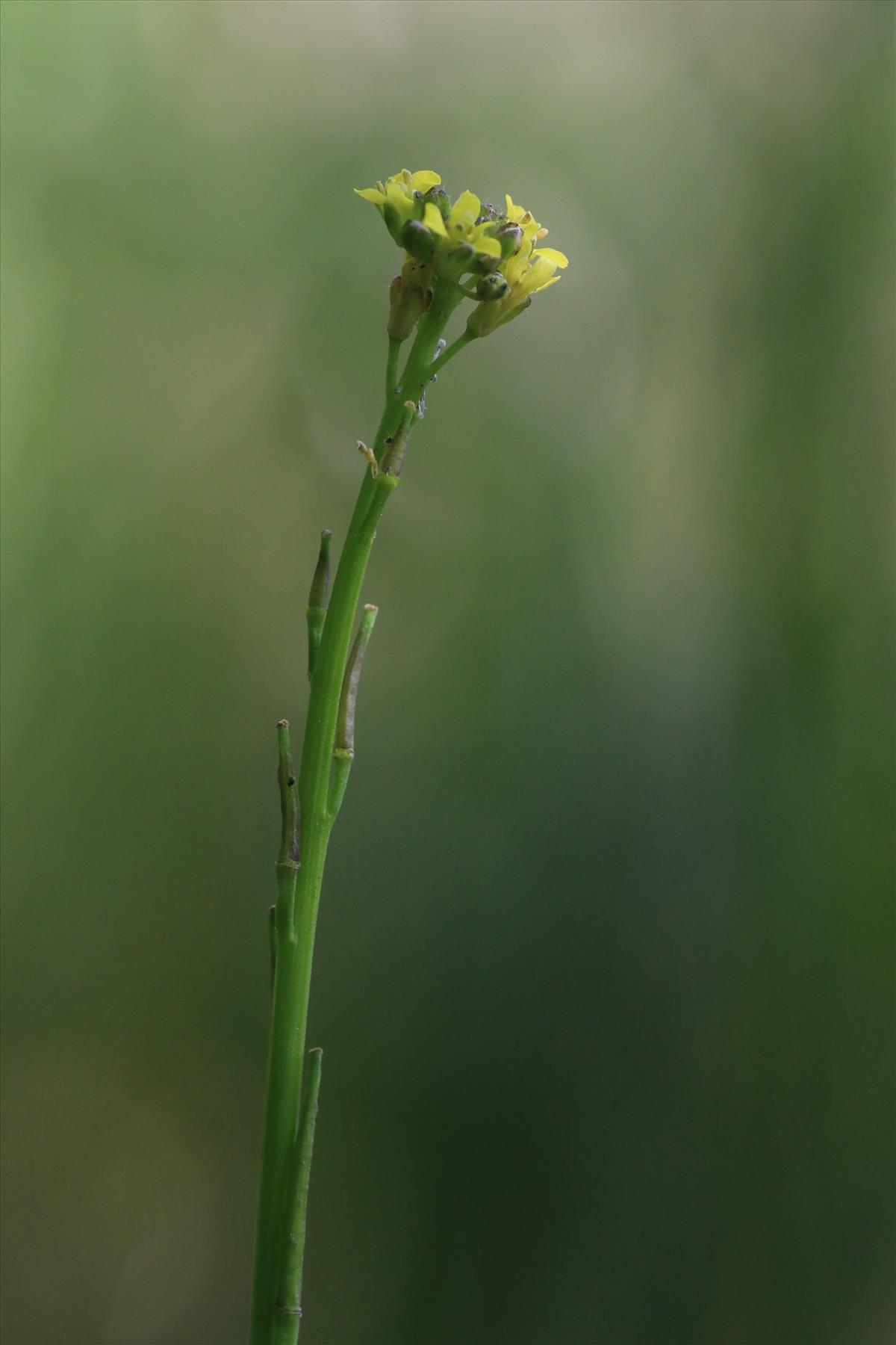 Sisymbrium officinale (door Willem Braam)