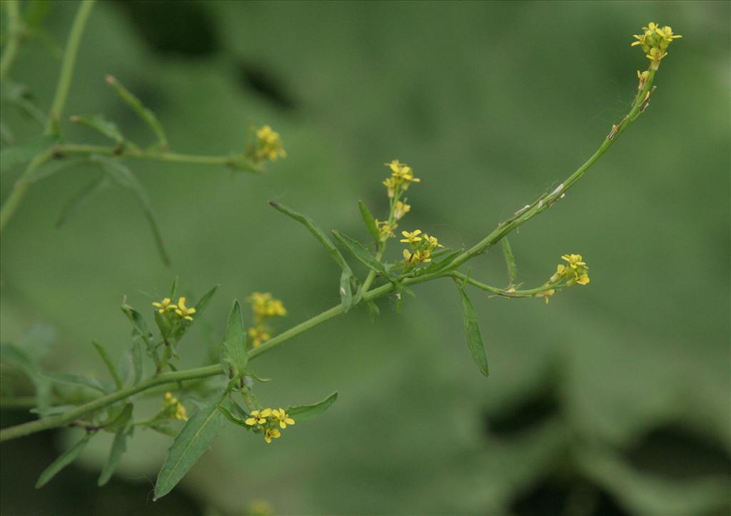 Sisymbrium officinale (door Willem Braam)