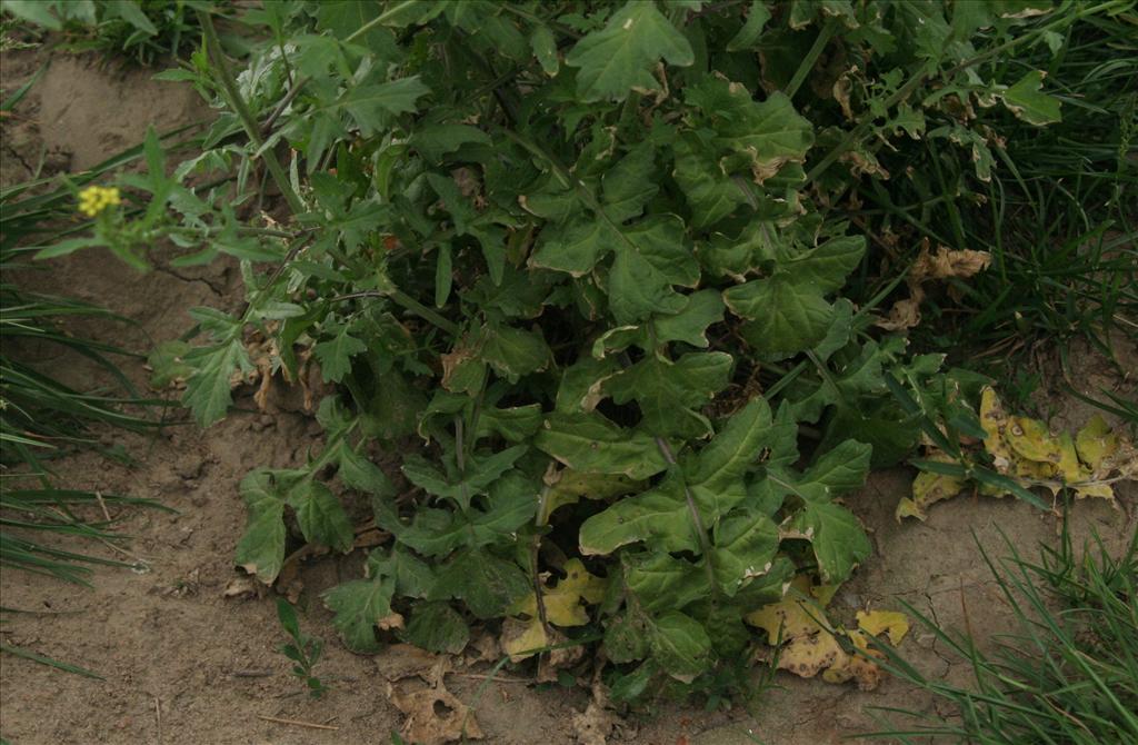 Sisymbrium officinale (door Willem Braam)