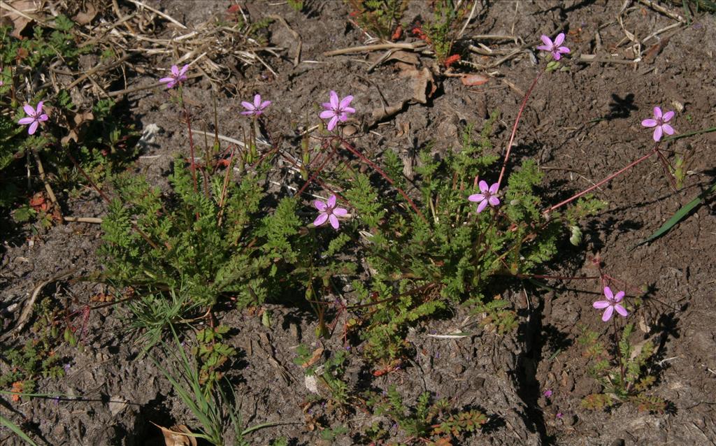 Erodium cicutarium subsp. cicutarium (door Willem Braam)