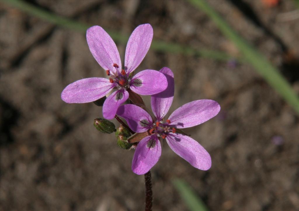 Erodium cicutarium subsp. cicutarium (door Willem Braam)