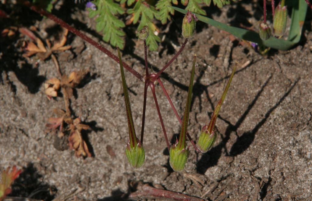 Erodium cicutarium subsp. cicutarium (door Willem Braam)