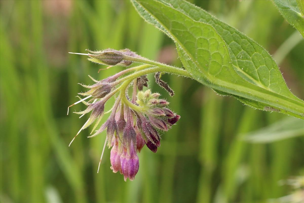 Symphytum officinale (door Willem Braam)