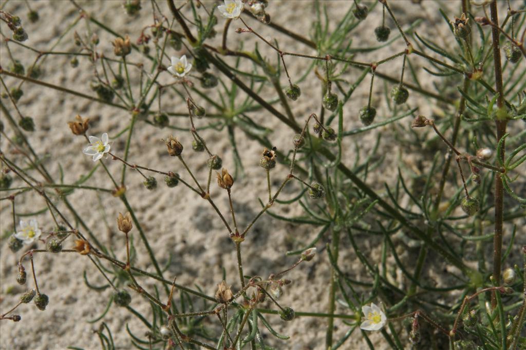 Spergula arvensis (door Willem Braam)