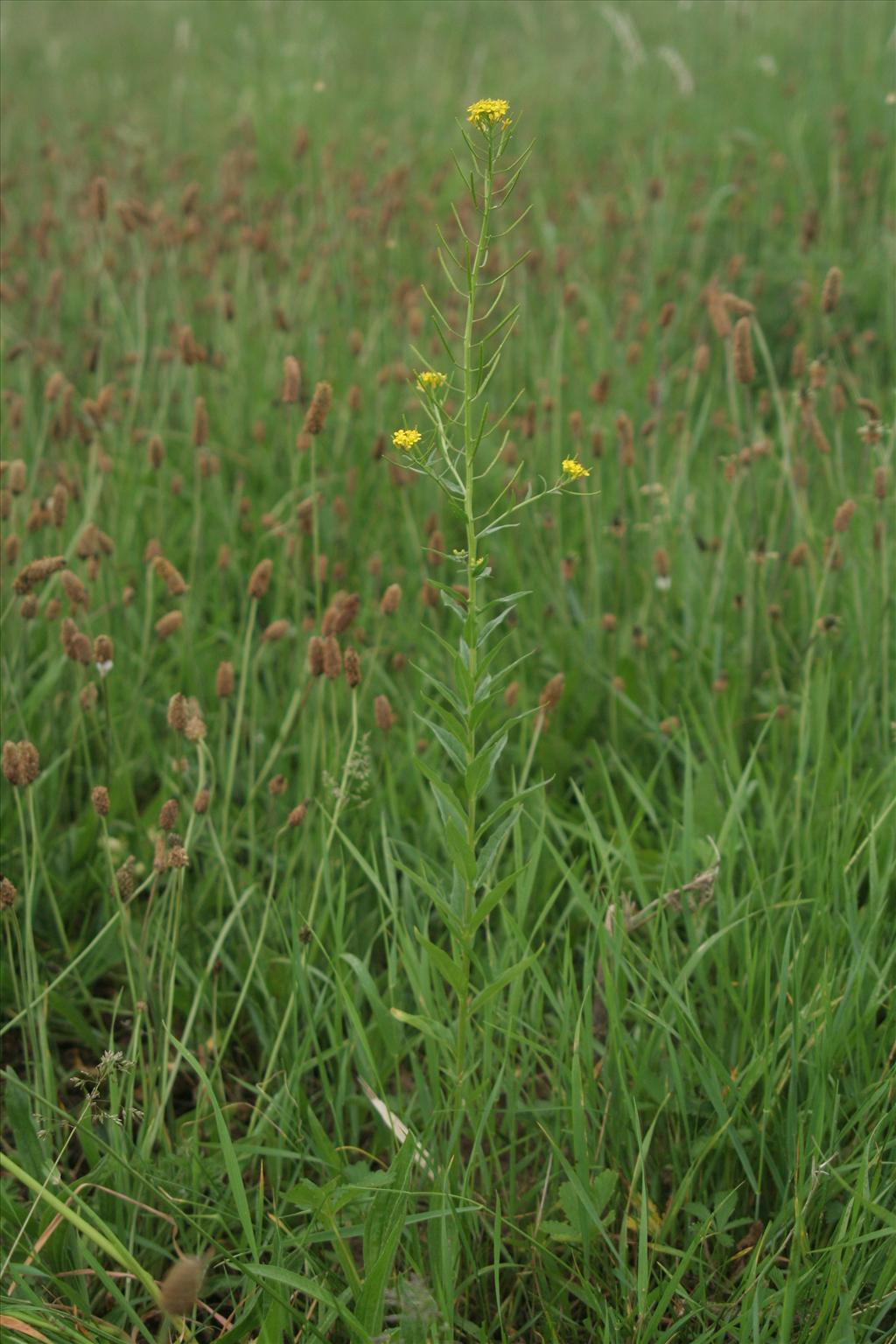 Erysimum cheiranthoides (door Willem Braam)