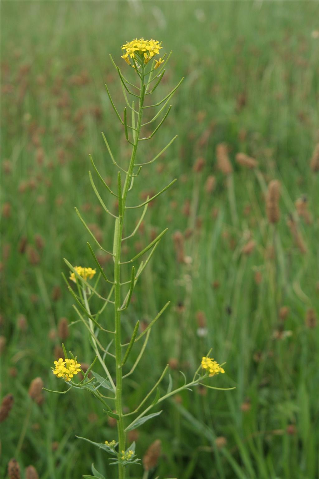 Erysimum cheiranthoides (door Willem Braam)