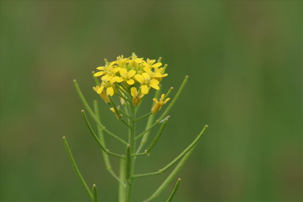 Erysimum cheiranthoides (door Willem Braam)