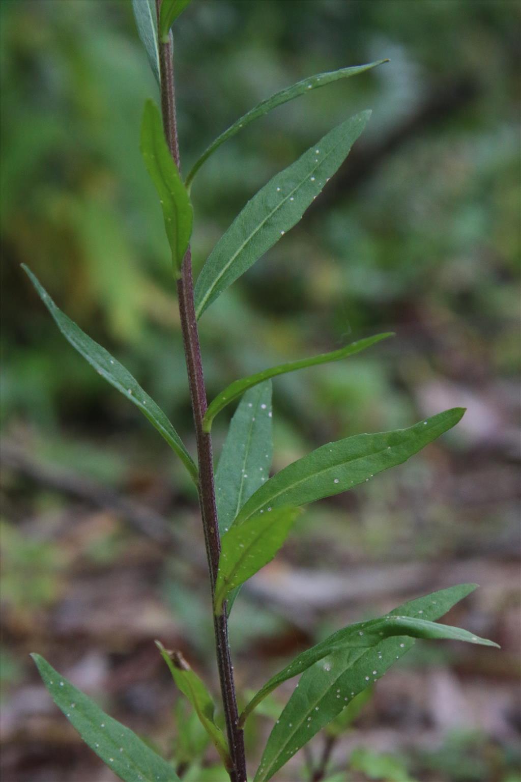 Erysimum cheiranthoides (door Willem Braam)