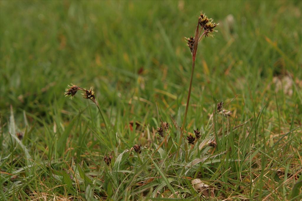 Luzula campestris (door Willem Braam)