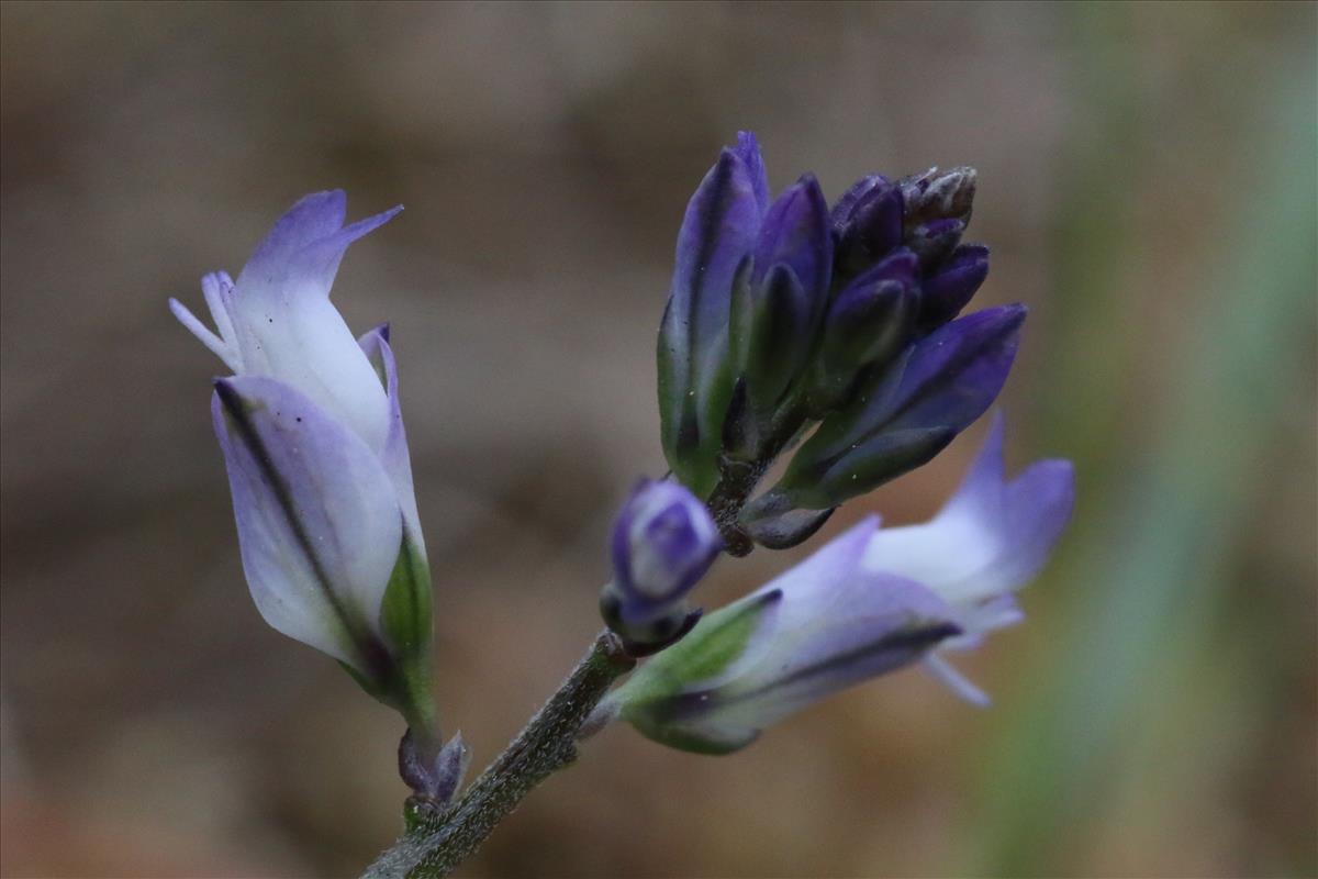 Polygala vulgaris (door Willem Braam)