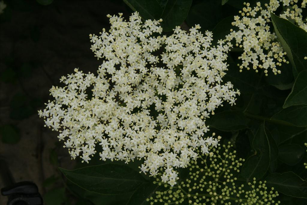 Sambucus nigra (door Willem Braam)