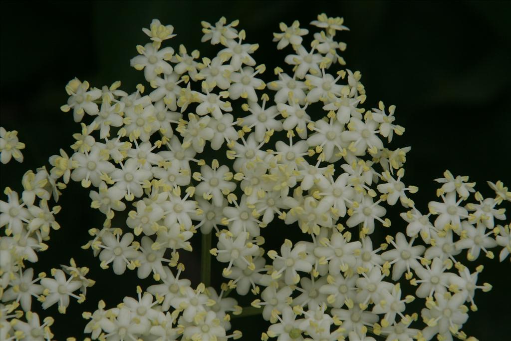 Sambucus nigra (door Willem Braam)