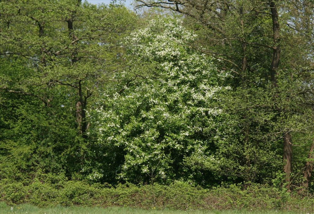 Prunus padus (door Willem Braam)