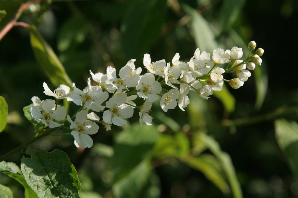 Prunus padus (door Willem Braam)