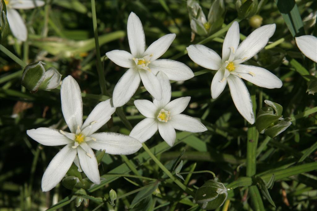 Ornithogalum umbellatum (door Willem Braam)