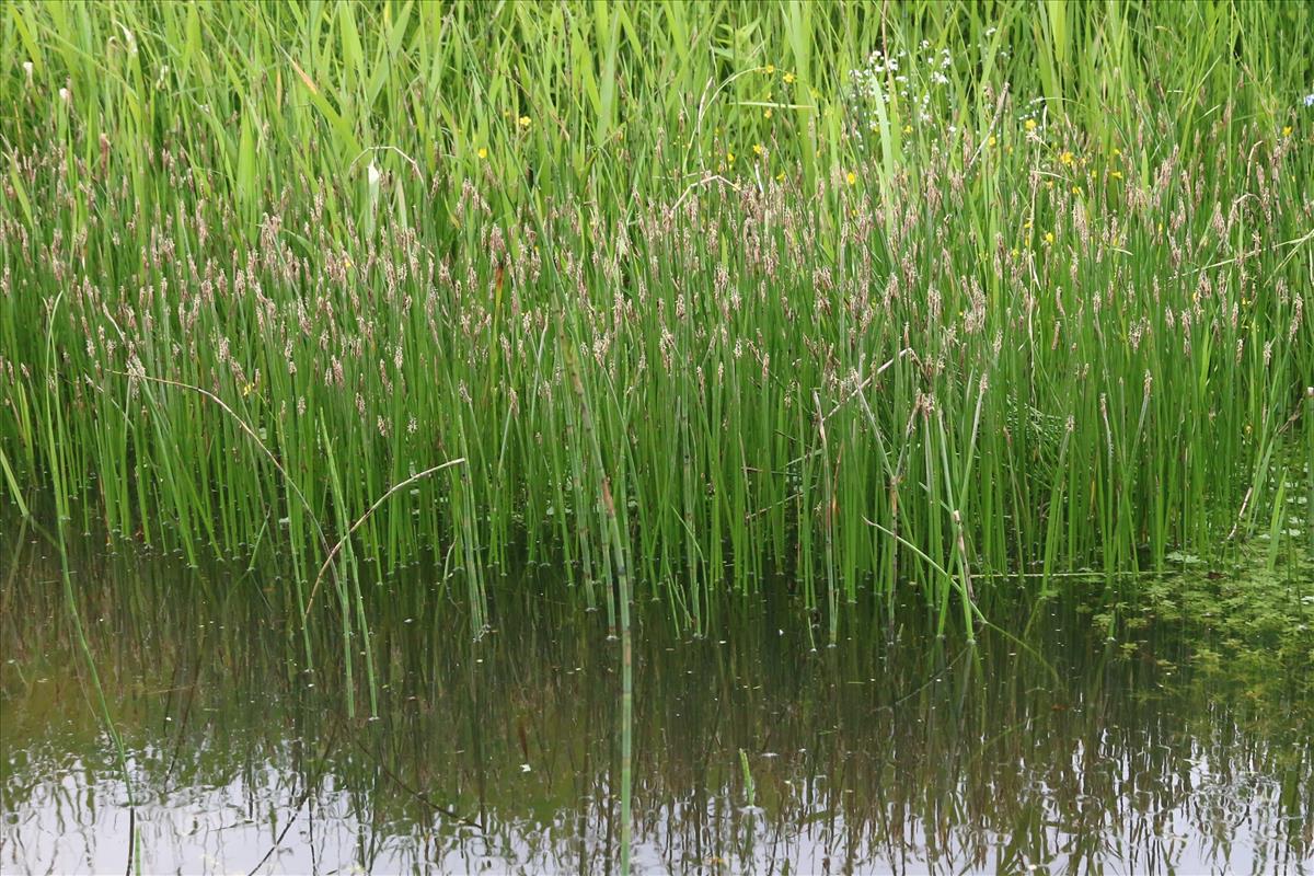 Eleocharis palustris (door Willem Braam)