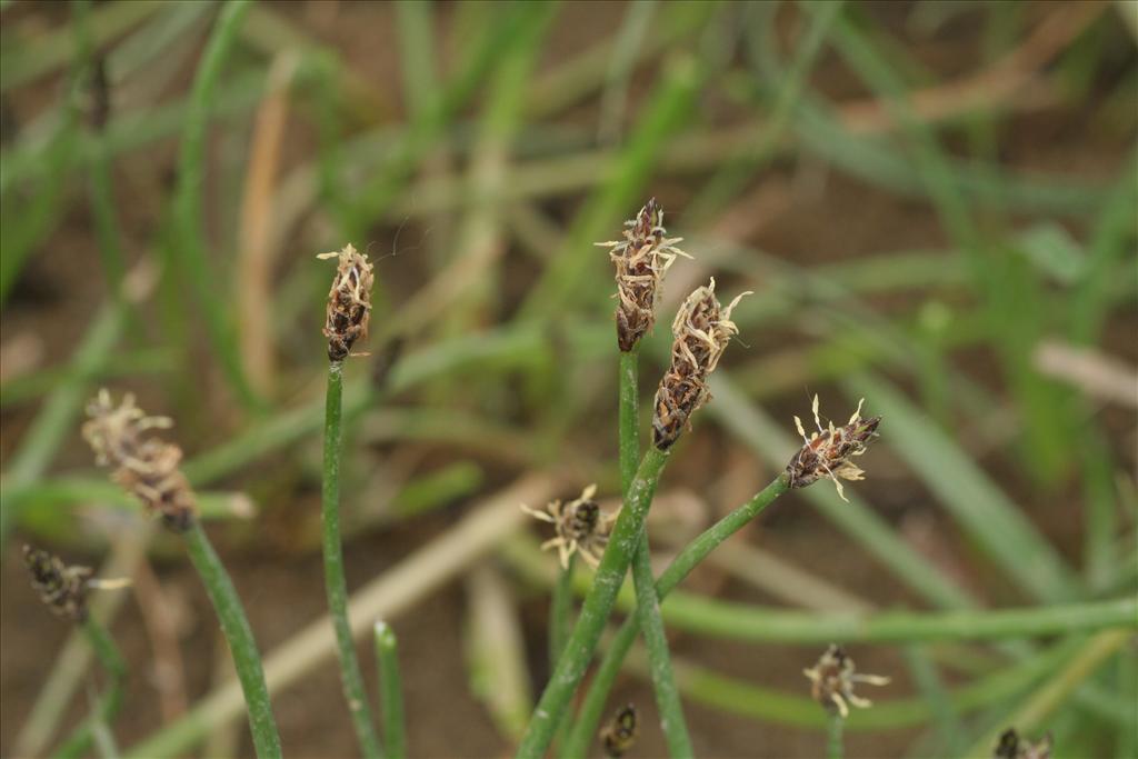 Eleocharis palustris (door Willem Braam)