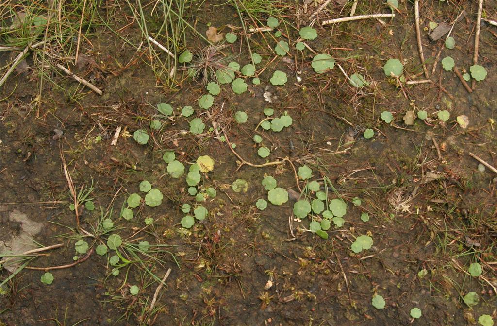 Hydrocotyle vulgaris (door Willem Braam)