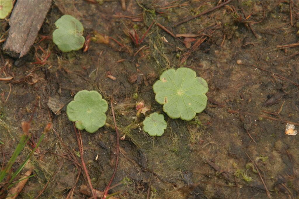 Hydrocotyle vulgaris (door Willem Braam)