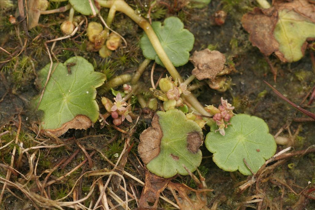 Hydrocotyle vulgaris (door Willem Braam)