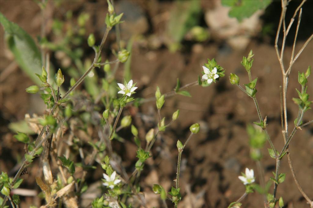 Arenaria serpyllifolia (door Willem Braam)