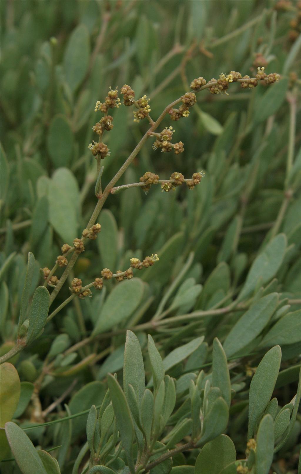 Atriplex portulacoides (door Willem Braam)