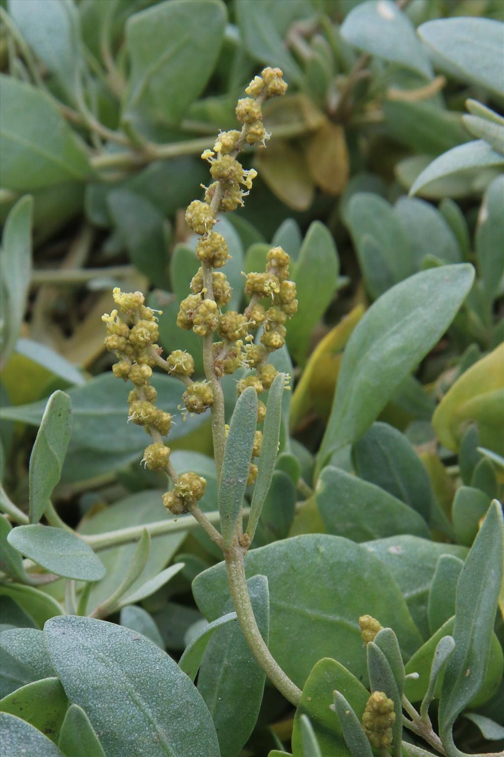 Atriplex portulacoides (door Willem Braam)