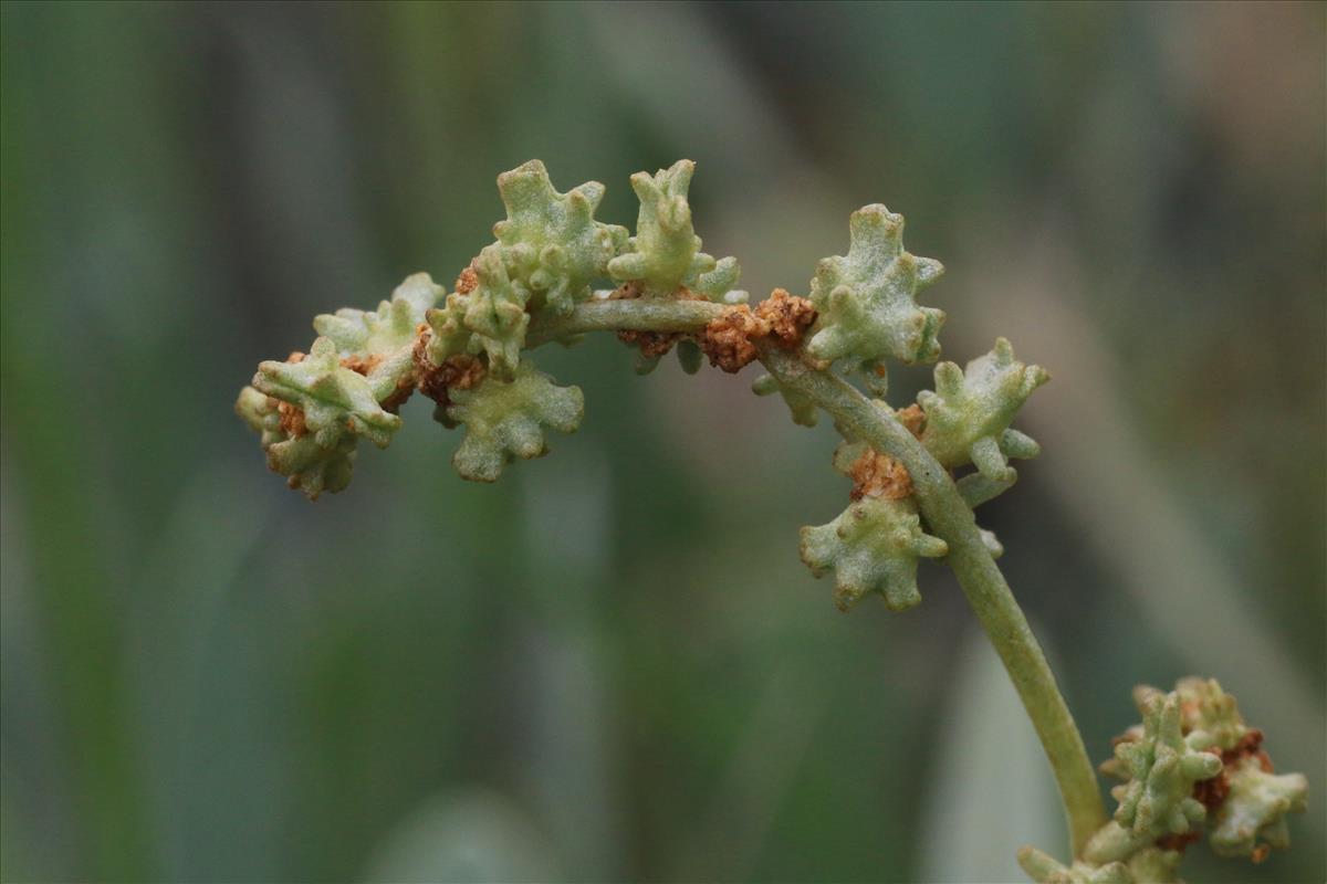 Atriplex portulacoides (door Willem Braam)