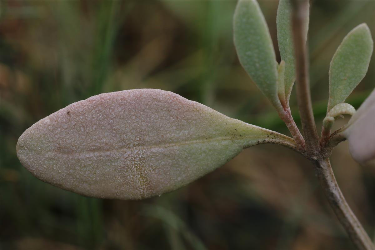 Atriplex portulacoides (door Willem Braam)