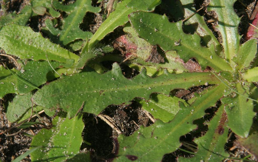 Hypochaeris radicata (door Willem Braam)