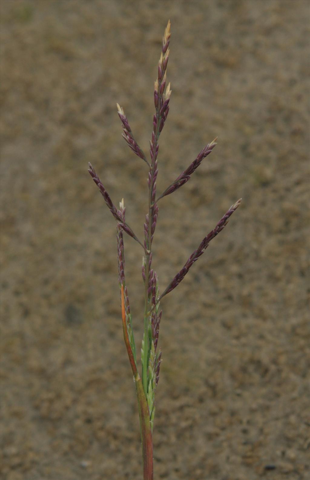 Puccinellia maritima (door Willem Braam)