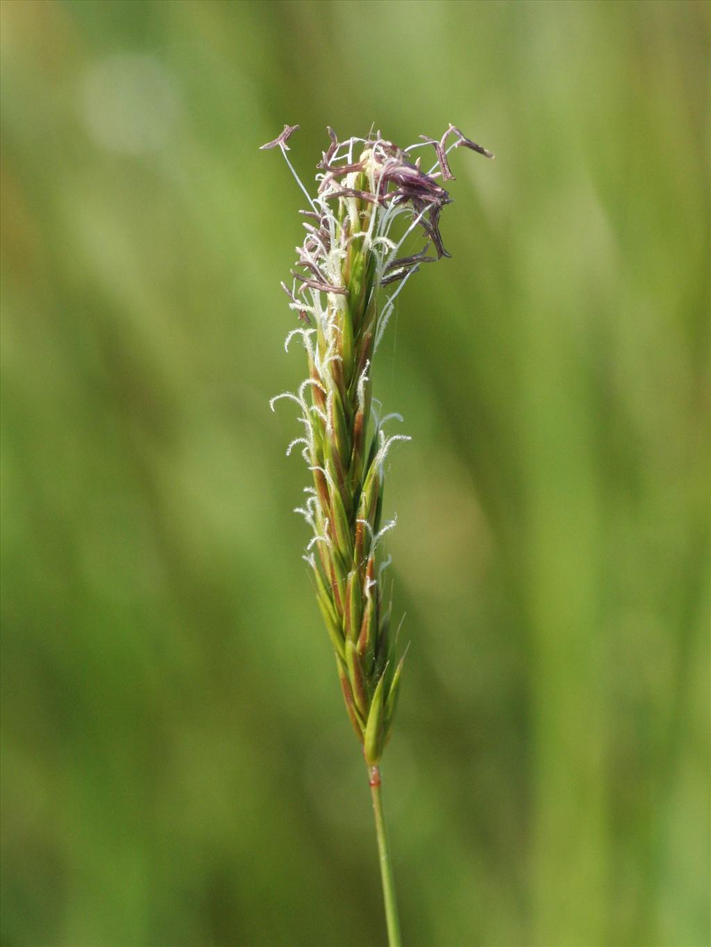 Anthoxanthum odoratum (door Willem Braam)