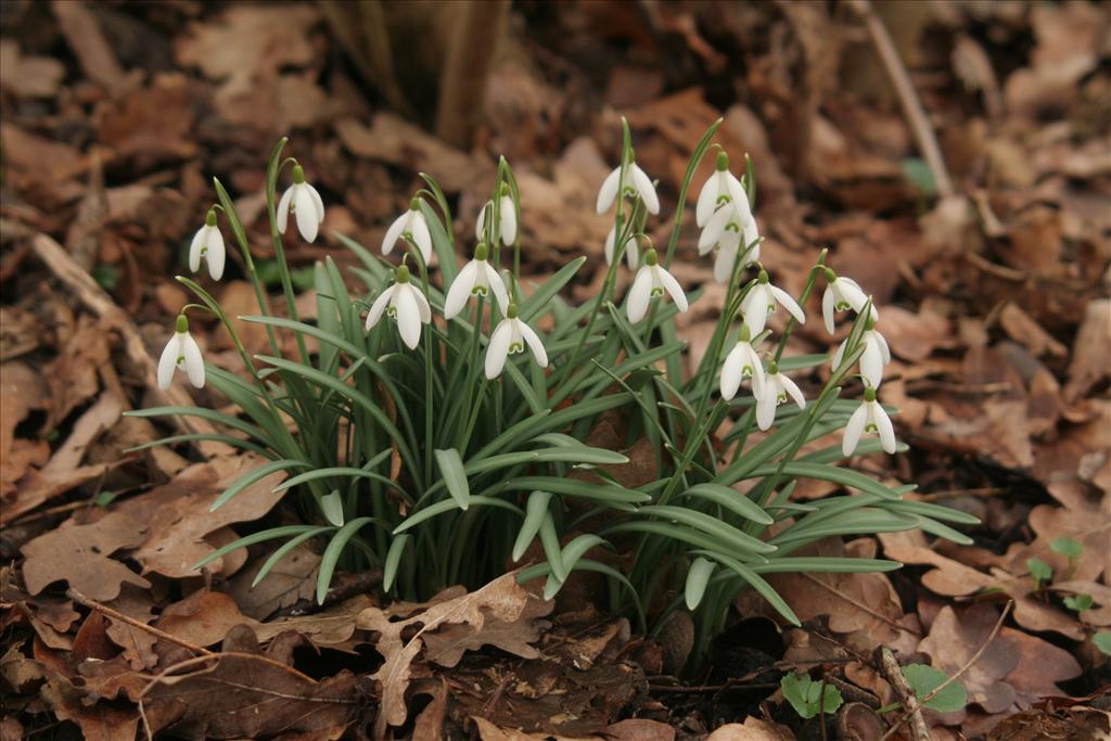 Galanthus nivalis (door Willem Braam)