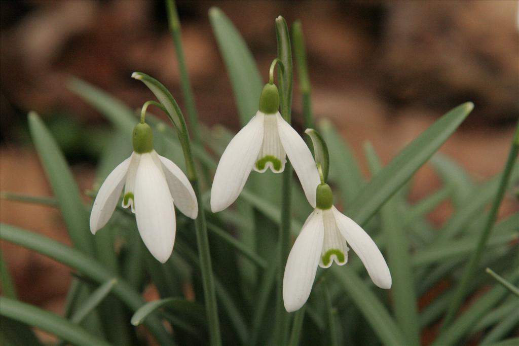 Galanthus nivalis (door Willem Braam)