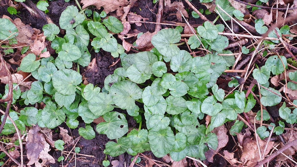 Ficaria verna (door Willem Braam)