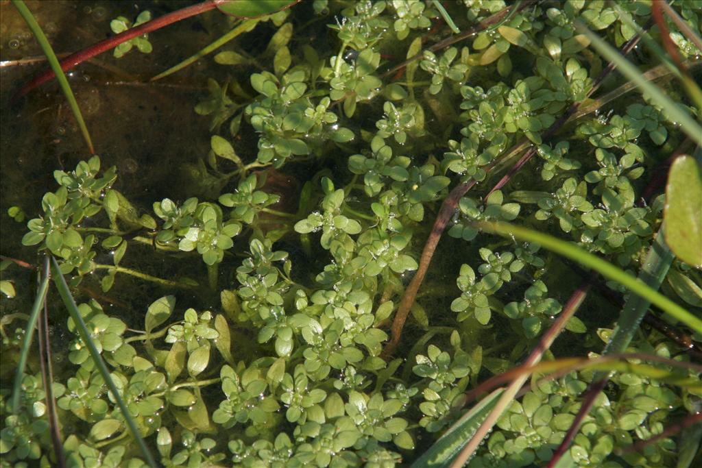 Callitriche platycarpa (door Willem Braam)