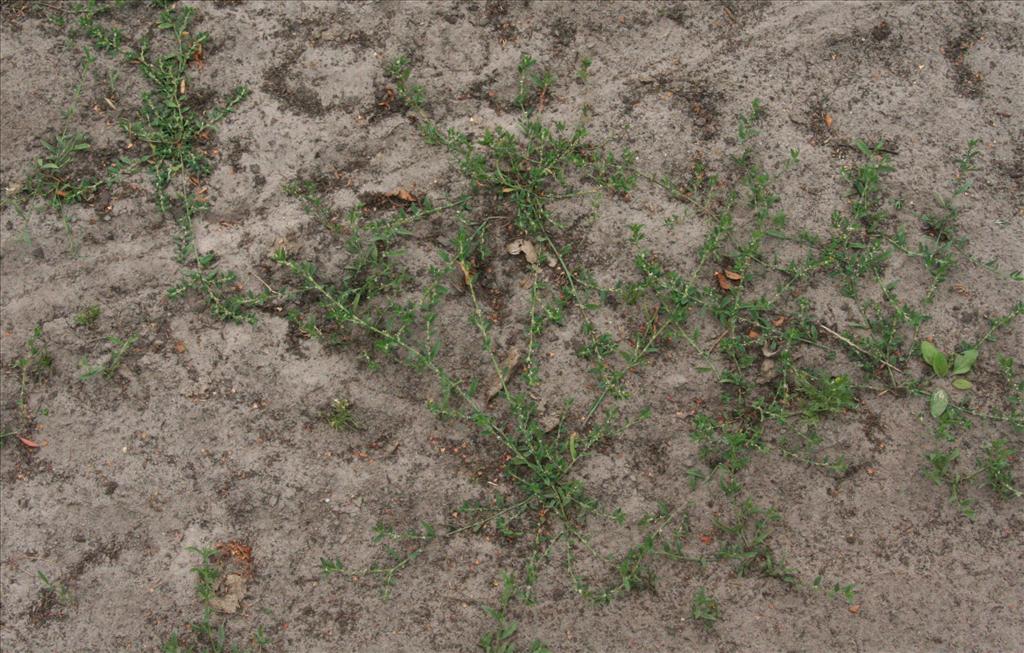 Polygonum aviculare (door Willem Braam)