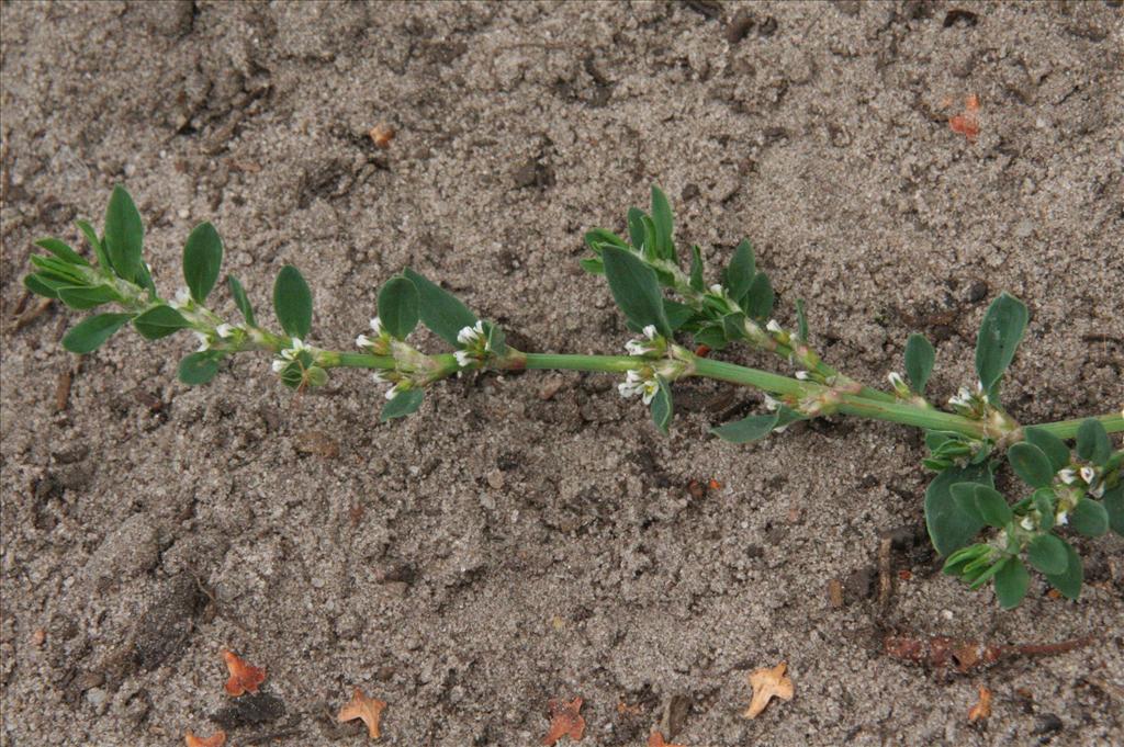 Polygonum aviculare (door Willem Braam)