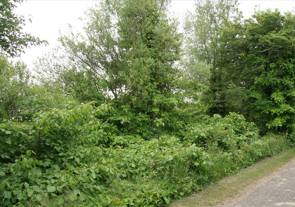 Rhus radicans (door Willem Braam)