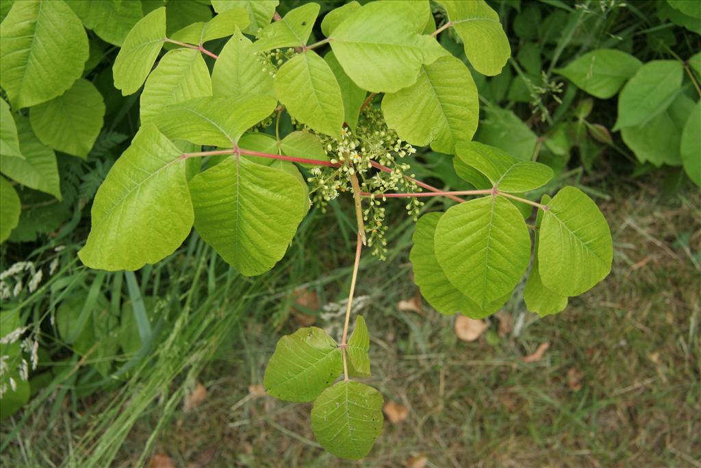 Rhus radicans (door Willem Braam)