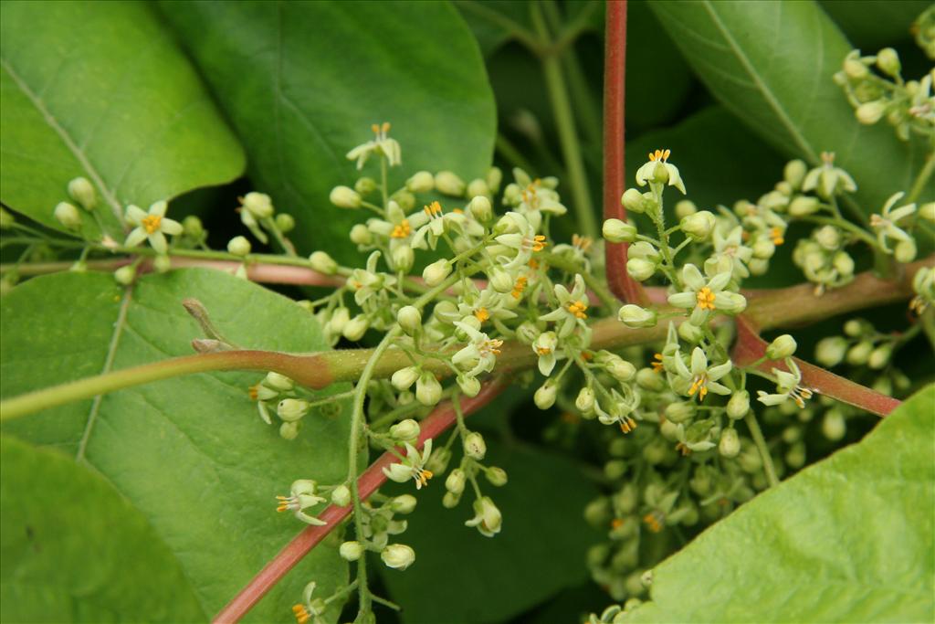 Rhus radicans (door Willem Braam)