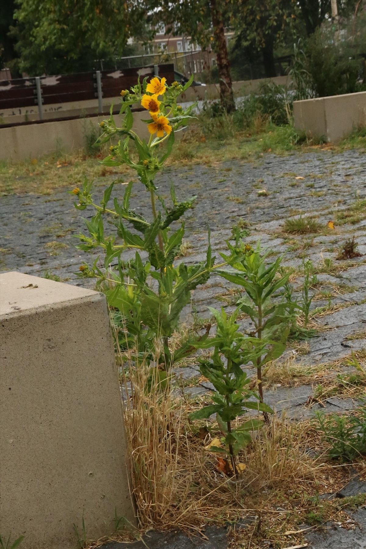 Guizotia abyssinica (door Willem Braam)