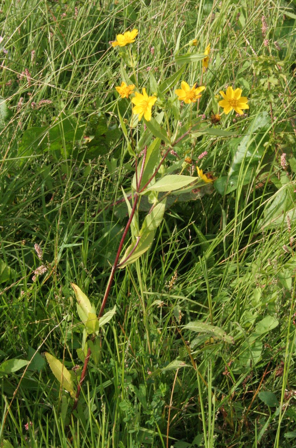 Guizotia abyssinica (door Willem Braam)